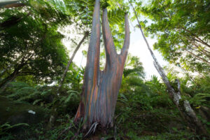 8-things-to-do-in-the-caribbean-el-yunque-rainforest-puerto-rico-ibesttravel