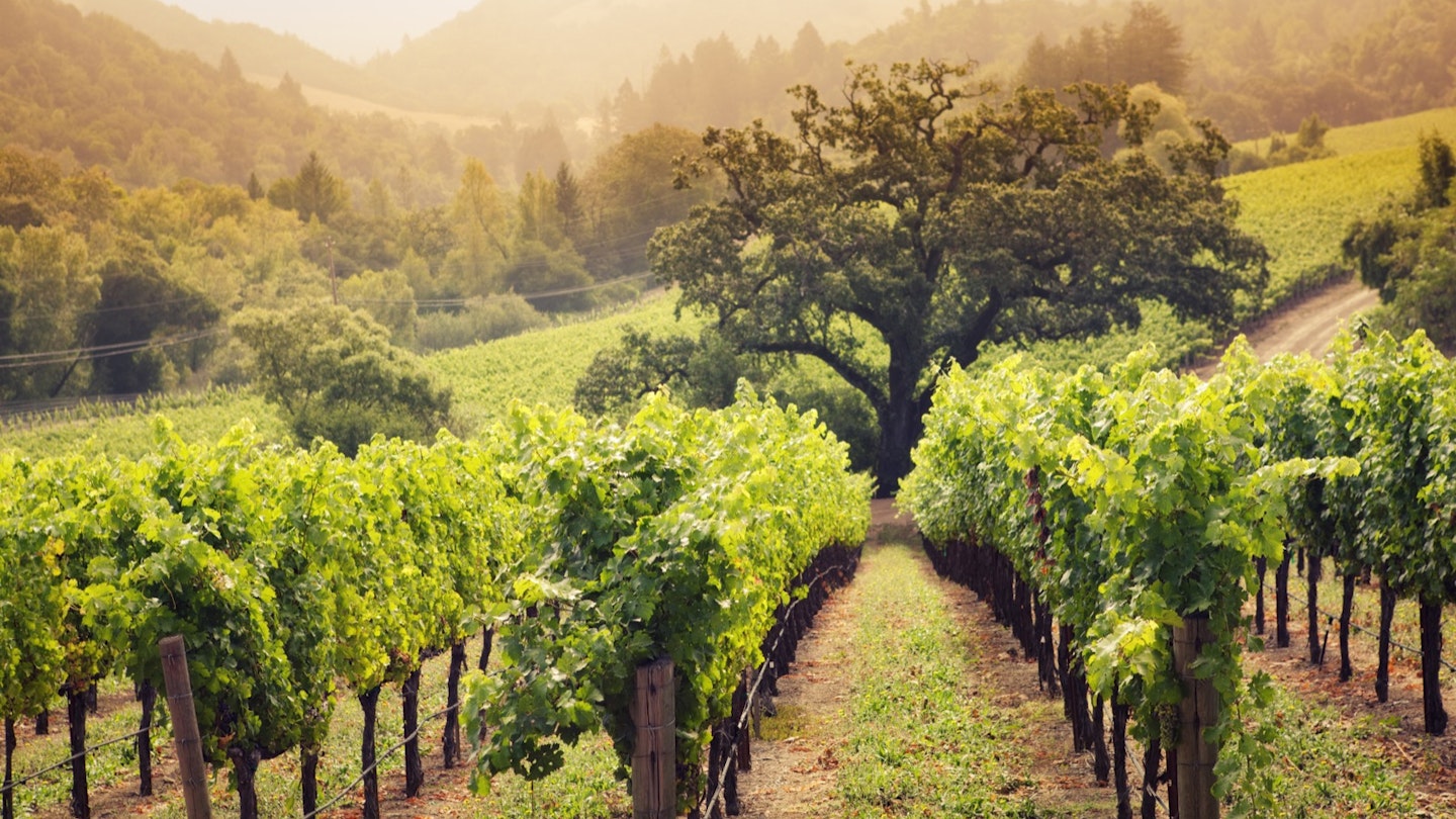 Ultimate Guide to a Perfect Weekend Getaway in Napa Valley