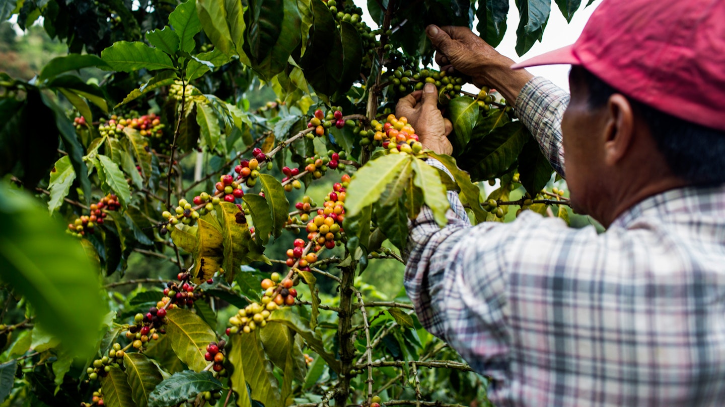 Top 5 Destinations for Authentic Colombian Coffee