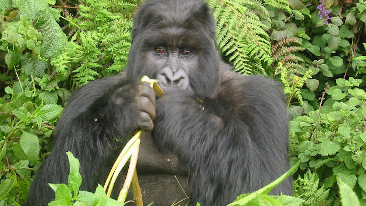 Heartwarming Riverside Reunion: Gorilla Meets Caregiver in Gabon