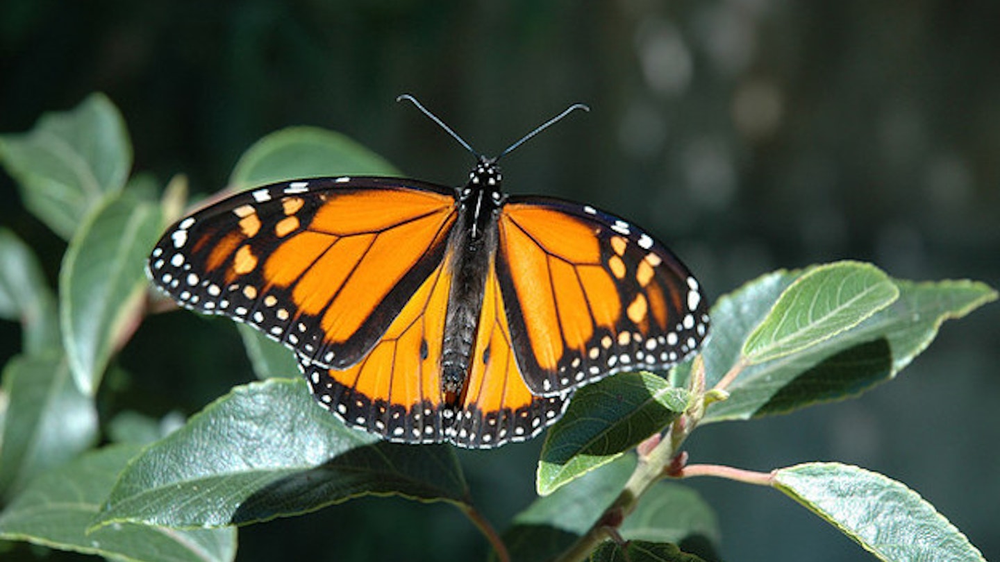 Monarch Butterfly Decline Worries Conservationists