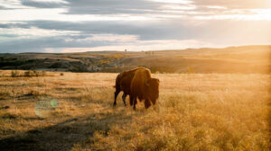 Theodore Roosevelt National Park | iBestTravel