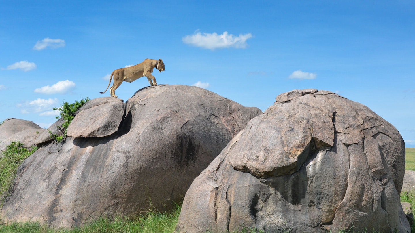 Experience the Real ‘Lion King’ Animals in Africa