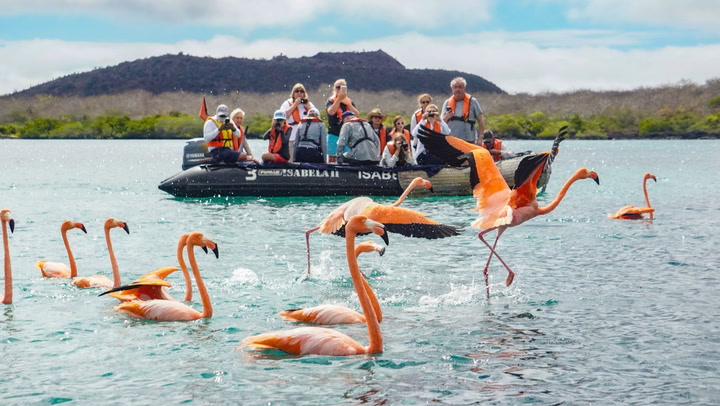 Experience Snorkeling with Sea Lions, Relax on Pristine Beaches, and Hike the Galapagos with Expert Tours