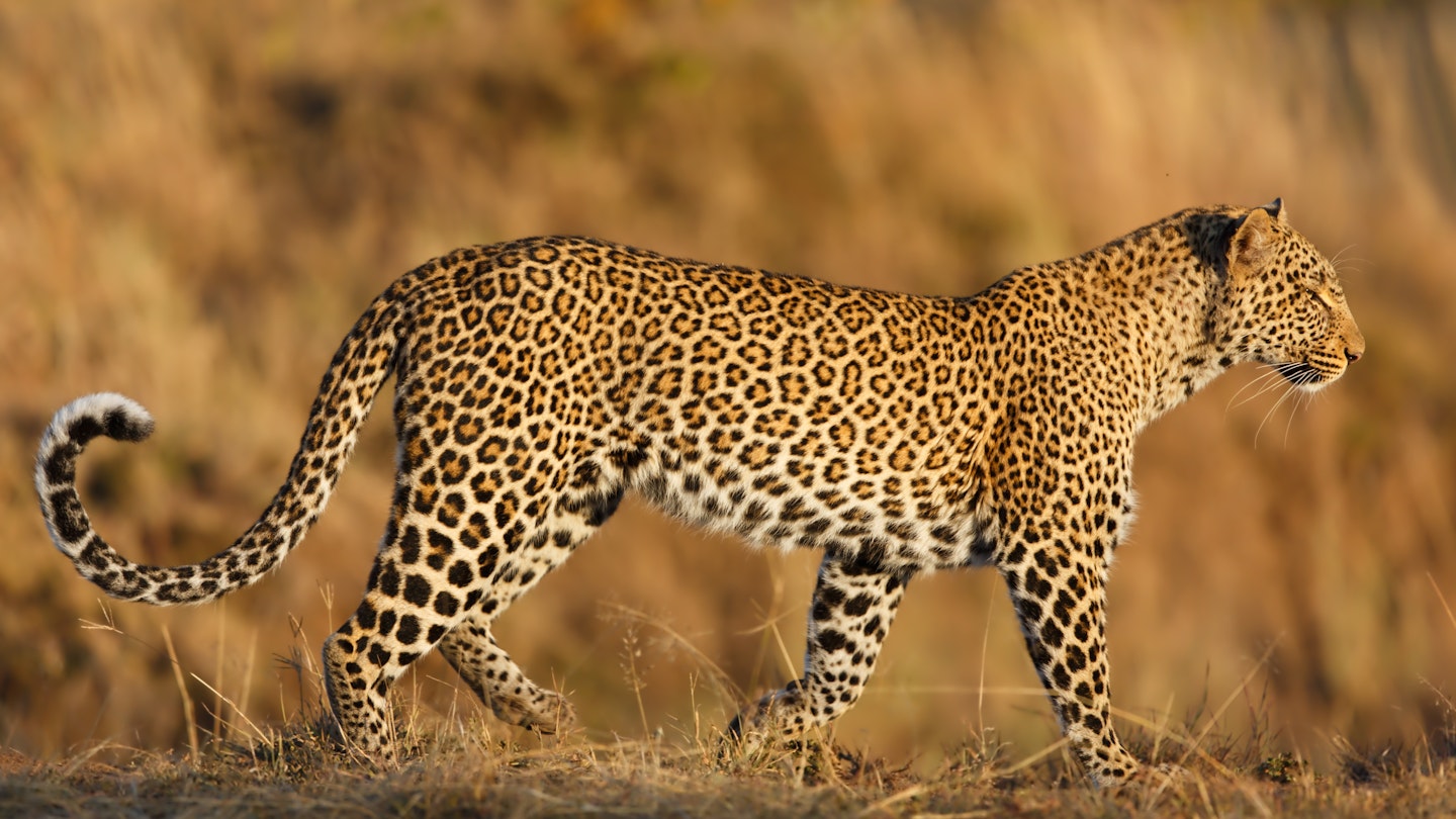 Top African Safari Destinations to Spot Leopards